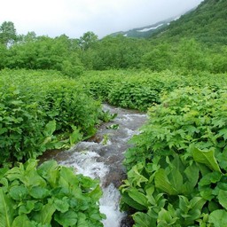 長野県小谷村・栂池高原