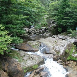 屋久島・白谷雲水峡