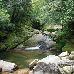 屋久島・白谷雲水峡