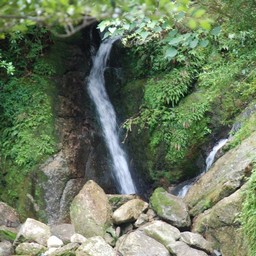 屋久島・白谷雲水峡