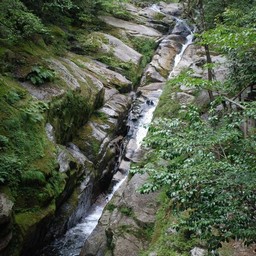 屋久島・白谷雲水峡