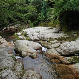 屋久島・白谷雲水峡