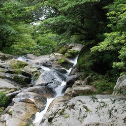 屋久島・白谷雲水峡