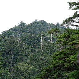 屋久島・屋久島ランド