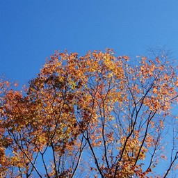 立川市