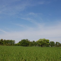 館林市・茂林寺沼