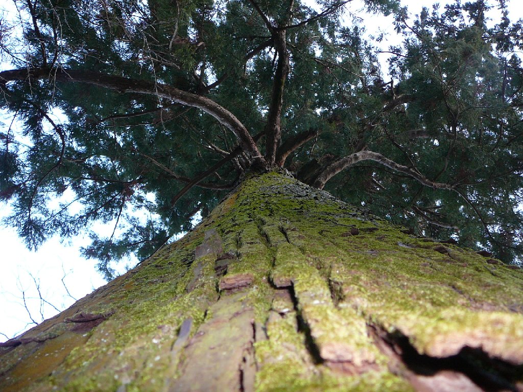 ÉɓECPE}_ - ii{j - ʐ^f - ݃{