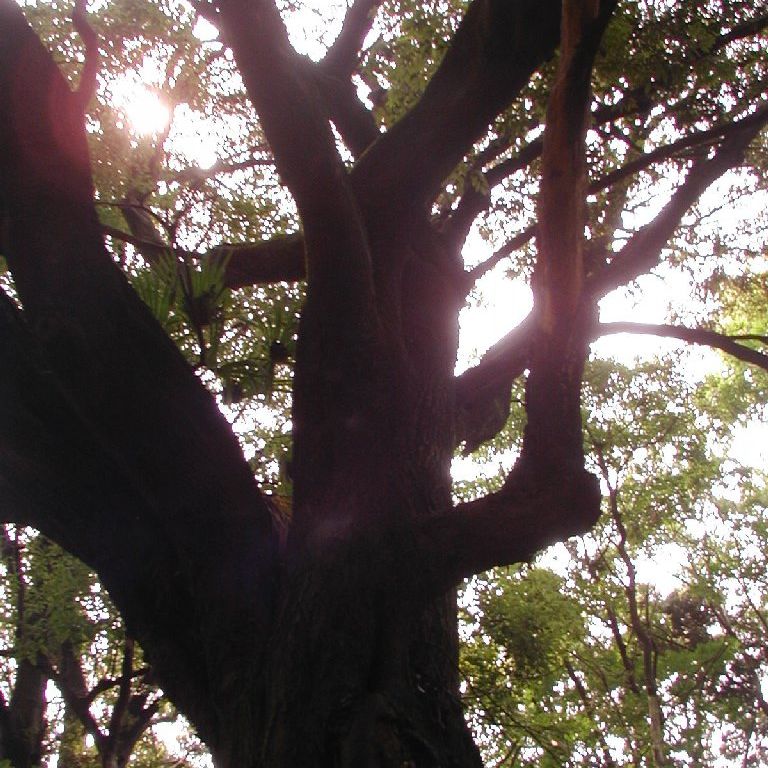 msEX - ii{j - ʐ^f - ݃{
