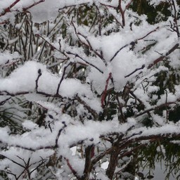 北海道安平町・雪景色