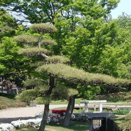 越谷市・花田苑