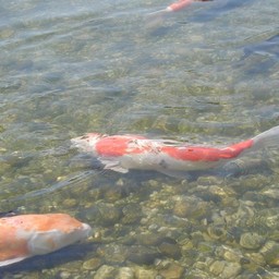 越谷市・花田苑