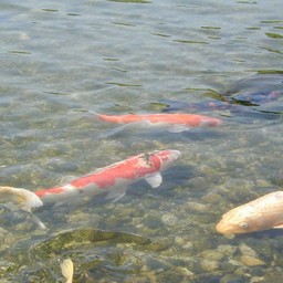 越谷市・花田苑