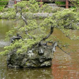 越谷市・久伊豆神社