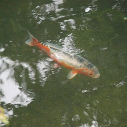 東京都・浅草・浅草寺