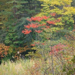 北塩原村・五色沼