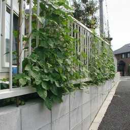岡崎市