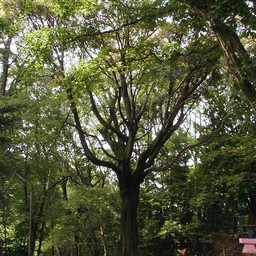 岡崎市