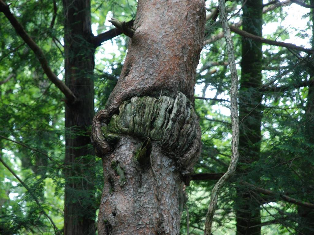 Ȗ،sEwnCLO - ii{j - ʐ^f - ݃{