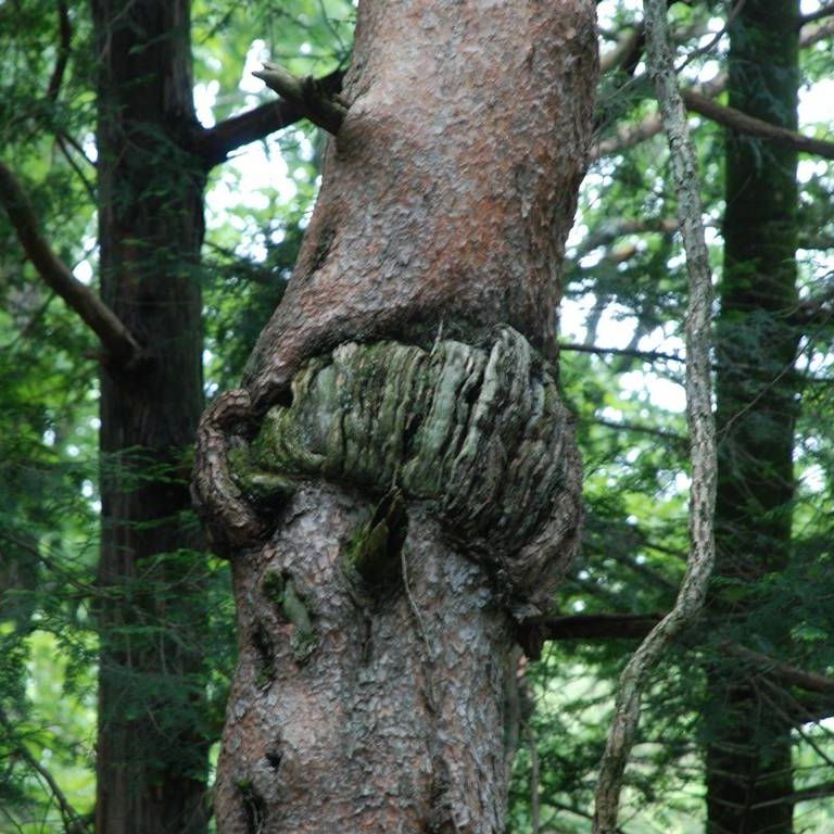 Ȗ،sEwnCLO - ii{j - ʐ^f - ݃{