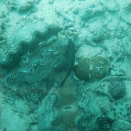 石垣島・川平湾