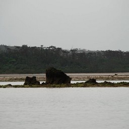 西表島・仲間川