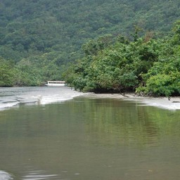 西表島・仲間川
