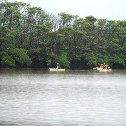 西表島・仲間川