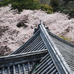 小田原市・小田原城