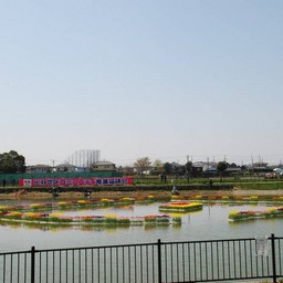 越谷市・チューリップフェスタ
