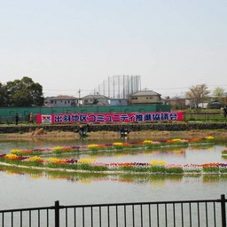 越谷市・チューリップフェスタ