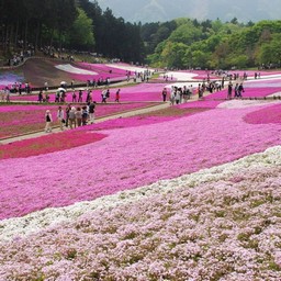 羊山公園・芝桜の丘
