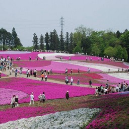 羊山公園・芝桜の丘