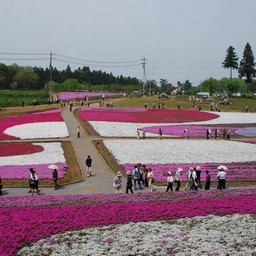 羊山公園・芝桜の丘