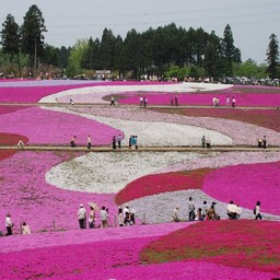 羊山公園・芝桜の丘