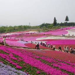 羊山公園・芝桜の丘