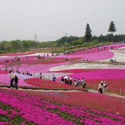 羊山公園・芝桜の丘