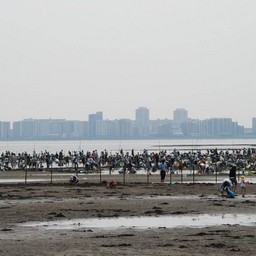 船橋市・潮干狩り