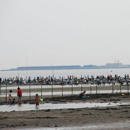 船橋市・潮干狩り