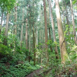 青梅市・多摩川