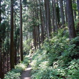 東京都奥多摩町・多摩川