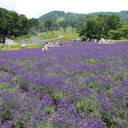 群馬県・たんばら高原