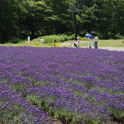 群馬県・たんばら高原