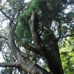 つくば市・筑波山