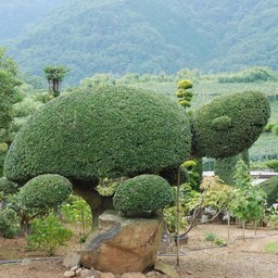 山梨市