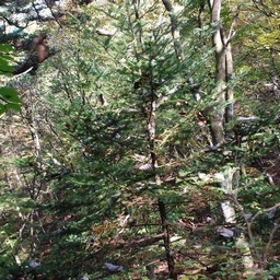 長野県軽井沢町