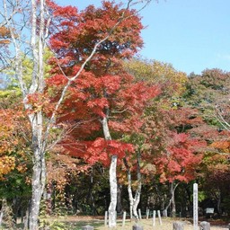 長野県軽井沢町・紅葉