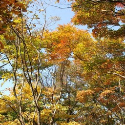 長野県軽井沢町・紅葉