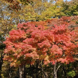 長野県軽井沢町・紅葉