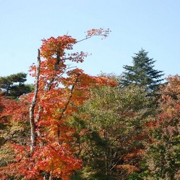 長野県軽井沢町・紅葉
