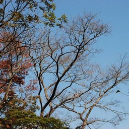 長野県軽井沢町